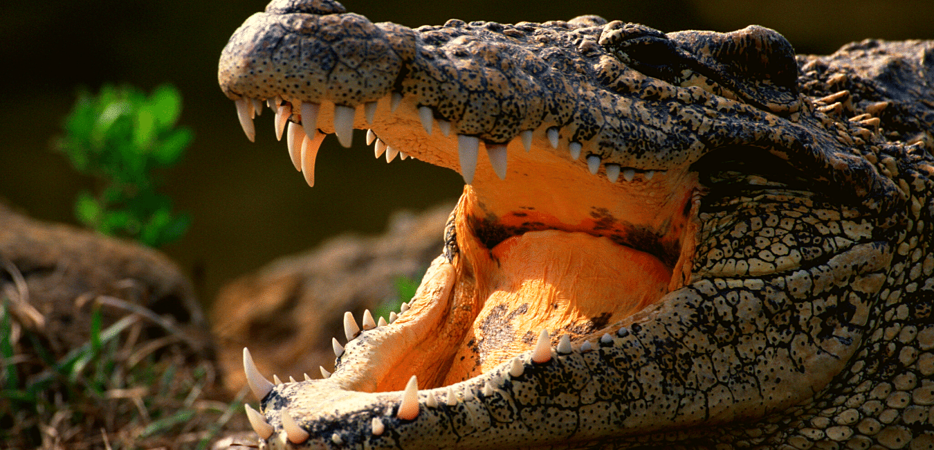 Riverbend Crocodile Farm
