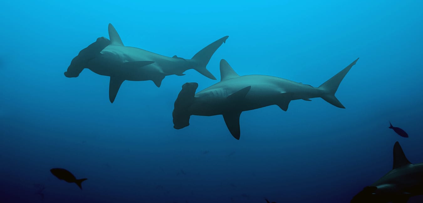 African Dive Adventures 