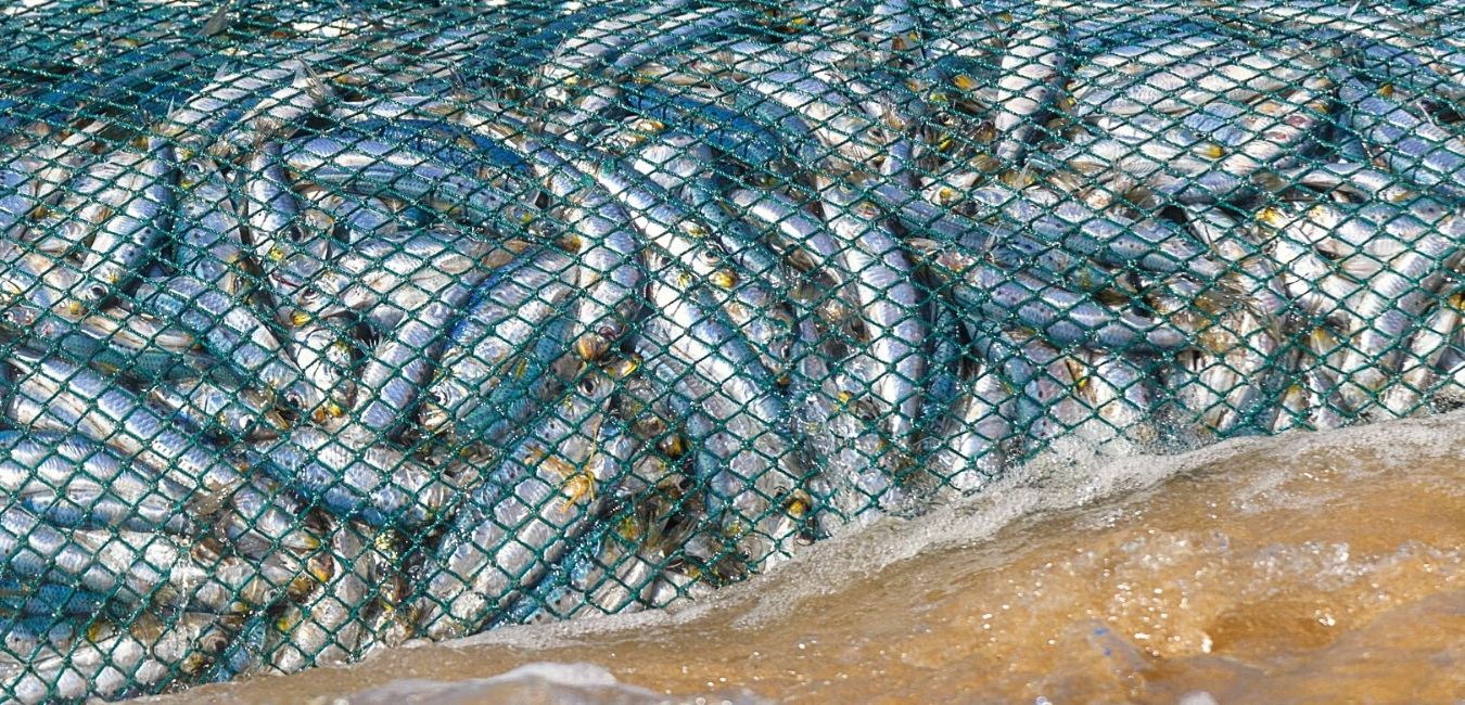 The Sardine Run