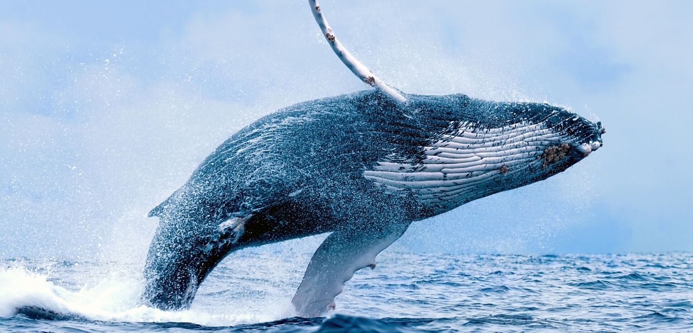 Whale Watching