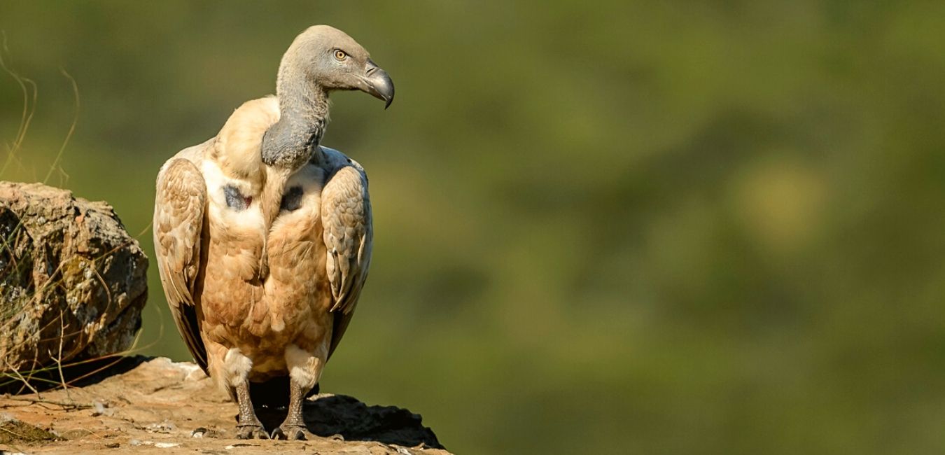 Oribi Vulture Viewing Hide