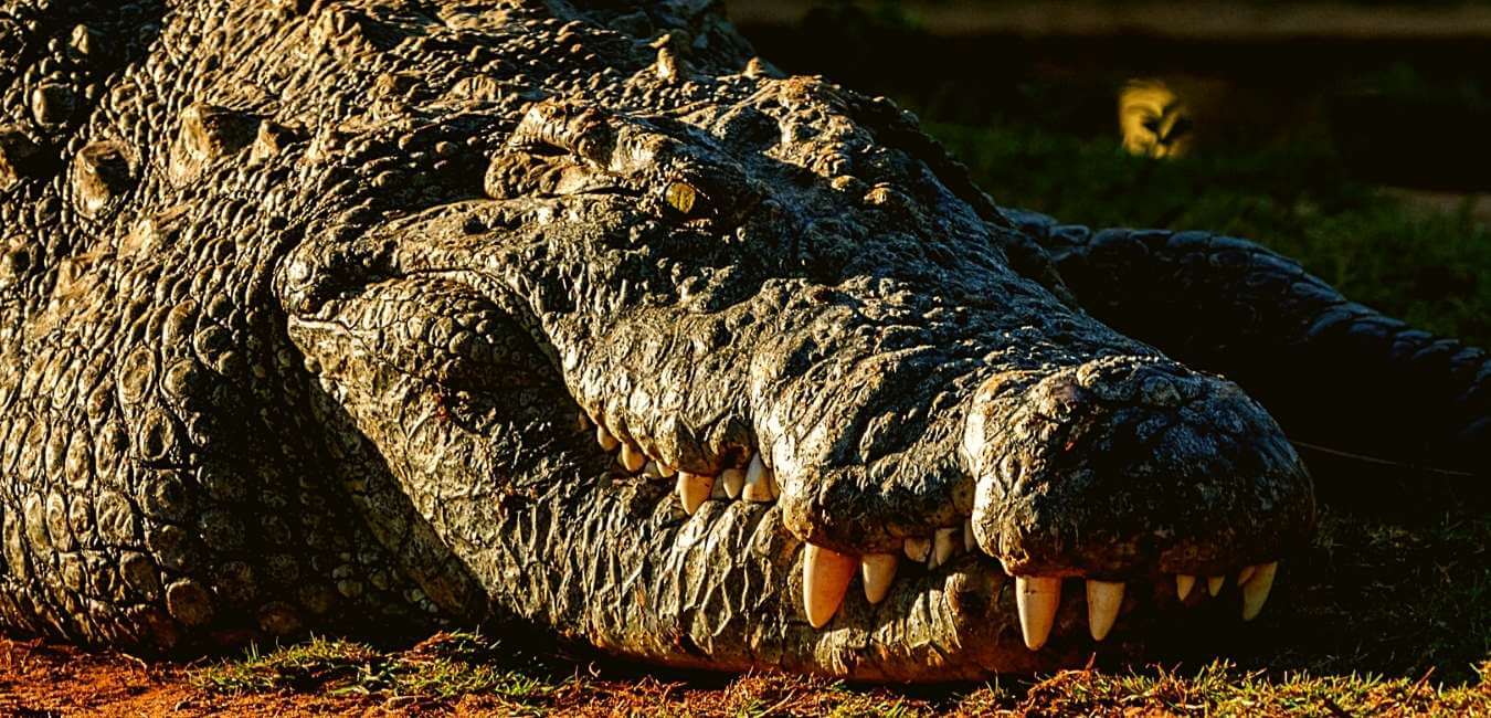 Crocworld Conservation Centre